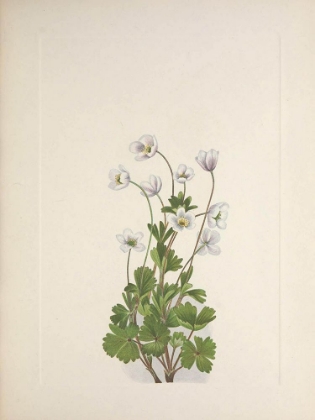 Picture of NORTH AMERICAN WILD FLOWERS 1925 - NORTHERN ANEMONE