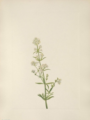 Picture of NORTH AMERICAN WILD FLOWERS 1925 - NORTHERN BEDSTRAW