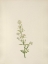 Picture of NORTH AMERICAN WILD FLOWERS 1925 - NORTHERN BEDSTRAW