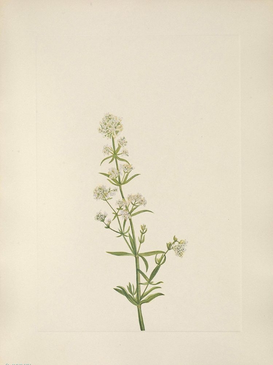 Picture of NORTH AMERICAN WILD FLOWERS 1925 - NORTHERN BEDSTRAW