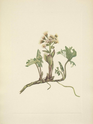 Picture of NORTH AMERICAN WILD FLOWERS 1925 - NORTHERN BUTTERBUR