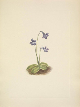 Picture of NORTH AMERICAN WILD FLOWERS 1925 - NORTHERN BUTTERWORT