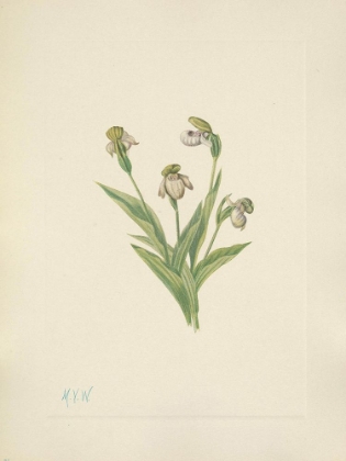 Picture of NORTH AMERICAN WILD FLOWERS 1925 - NORTHERN LADYSLIPPER