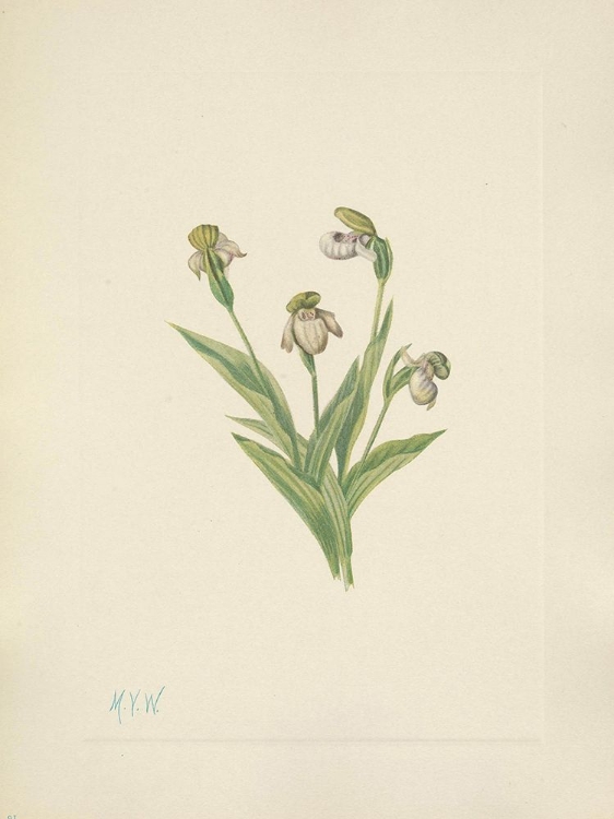 Picture of NORTH AMERICAN WILD FLOWERS 1925 - NORTHERN LADYSLIPPER