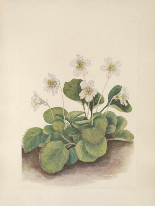 Picture of NORTH AMERICAN WILD FLOWERS 1925 - OCONEE-BELLS