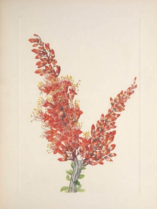 Picture of NORTH AMERICAN WILD FLOWERS 1925 - OCOTILLO