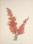 Picture of NORTH AMERICAN WILD FLOWERS 1925 - OCOTILLO