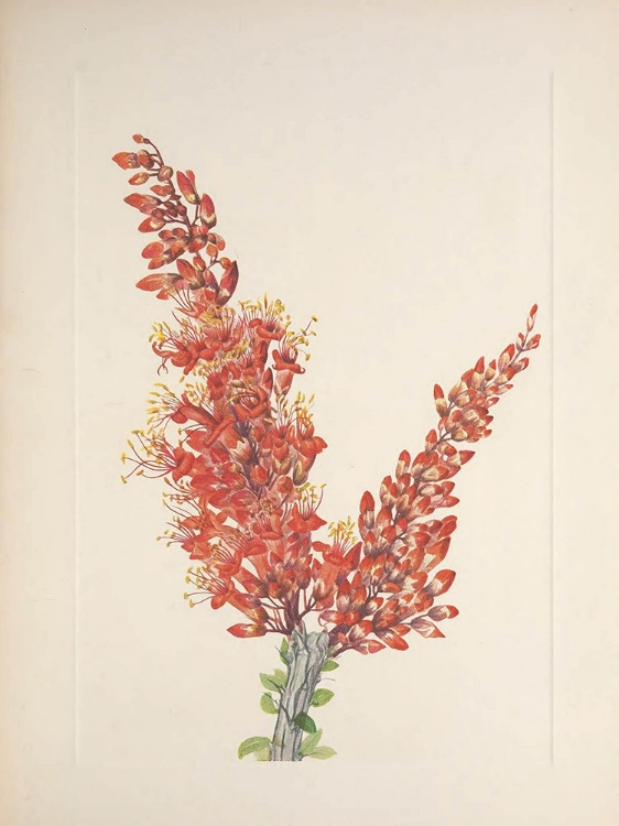 Picture of NORTH AMERICAN WILD FLOWERS 1925 - OCOTILLO