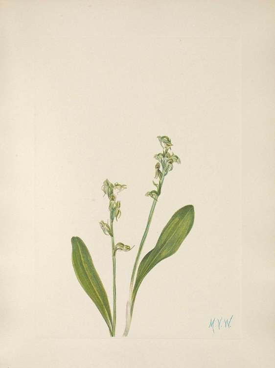 Picture of NORTH AMERICAN WILD FLOWERS 1925 - ONE-LEAF BOG-ORCHID