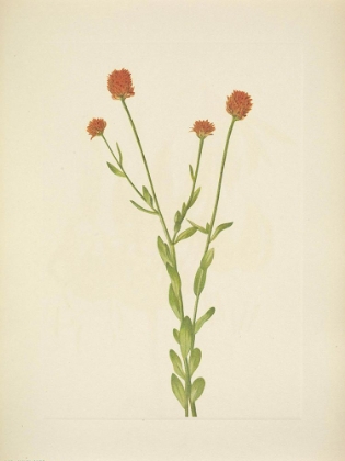 Picture of NORTH AMERICAN WILD FLOWERS 1925 - ORANGE POLYGALA