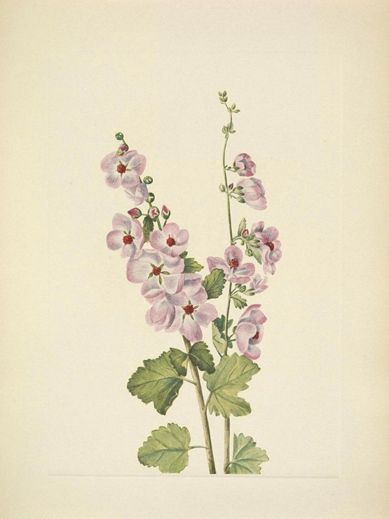 Picture of NORTH AMERICAN WILD FLOWERS 1925 - ORANGE-EYE GLOBEMALLOW