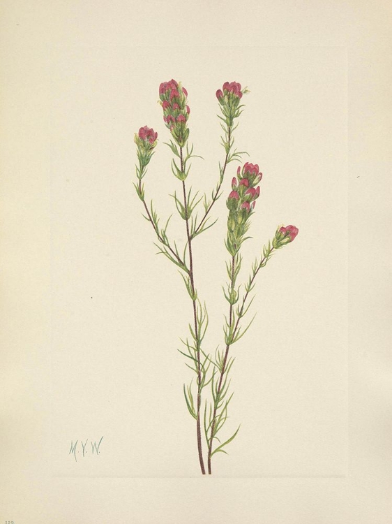 Picture of NORTH AMERICAN WILD FLOWERS 1925 - OWL-CLOVER