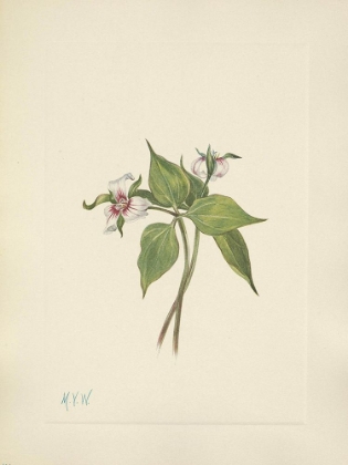 Picture of NORTH AMERICAN WILD FLOWERS 1925 - PAINTED TRILLIUM