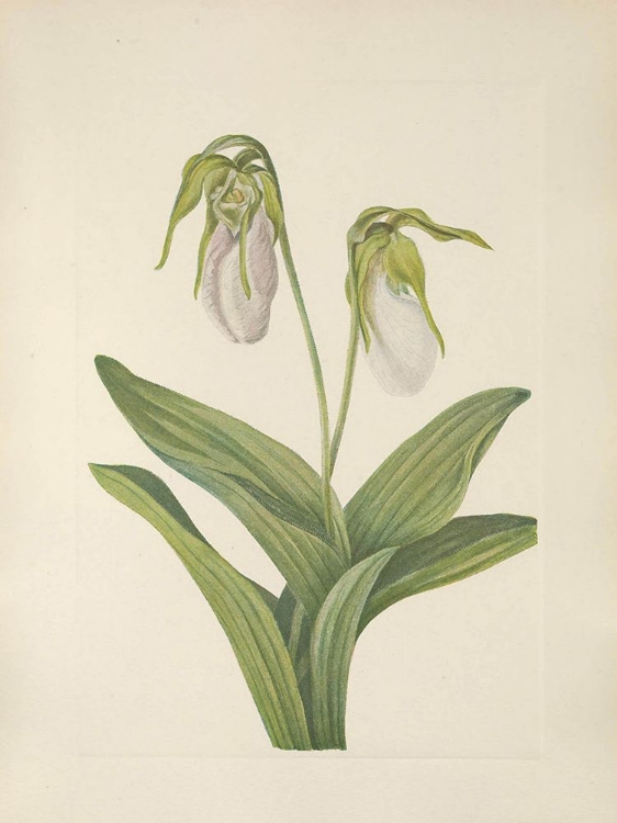 Picture of NORTH AMERICAN WILD FLOWERS 1925 - PALE LADYSLIPPER