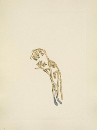 Picture of NORTH AMERICAN WILD FLOWERS 1925 - PALE PINESAP