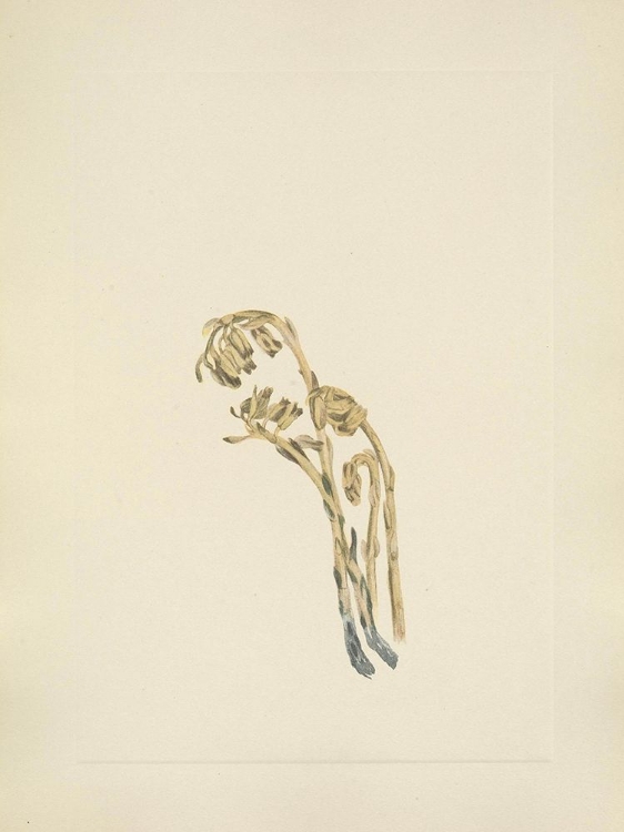 Picture of NORTH AMERICAN WILD FLOWERS 1925 - PALE PINESAP