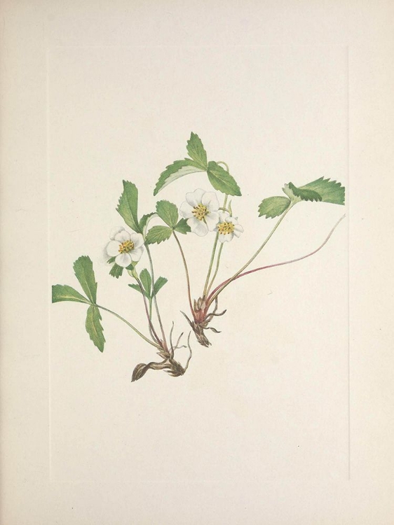 Picture of NORTH AMERICAN WILD FLOWERS 1925 - PALE STRAWBERRY