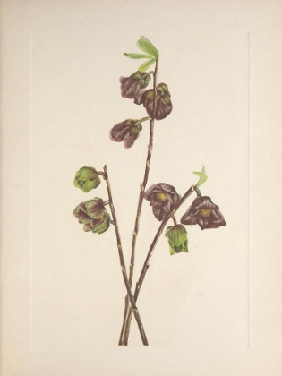 Picture of NORTH AMERICAN WILD FLOWERS 1925 - PAPAW