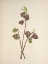 Picture of NORTH AMERICAN WILD FLOWERS 1925 - PAPAW