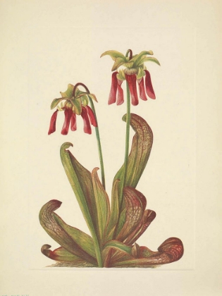 Picture of NORTH AMERICAN WILD FLOWERS 1925 - PARROT PITCHERPLANT