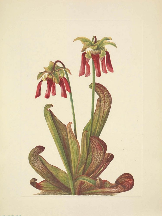 Picture of NORTH AMERICAN WILD FLOWERS 1925 - PARROT PITCHERPLANT