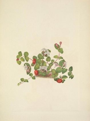 Picture of NORTH AMERICAN WILD FLOWERS 1925 - PARTRIDGEBERRY