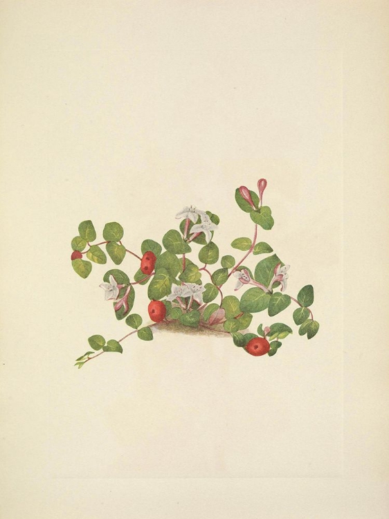 Picture of NORTH AMERICAN WILD FLOWERS 1925 - PARTRIDGEBERRY