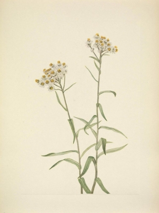 Picture of NORTH AMERICAN WILD FLOWERS 1925 - PEARL EVERLASTING