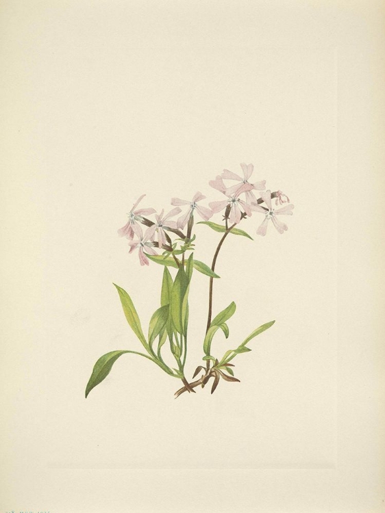 Picture of NORTH AMERICAN WILD FLOWERS 1925 - PEATPINK