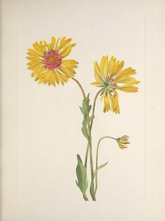 Picture of NORTH AMERICAN WILD FLOWERS 1925 - PERENNIAL GAILLARDIA