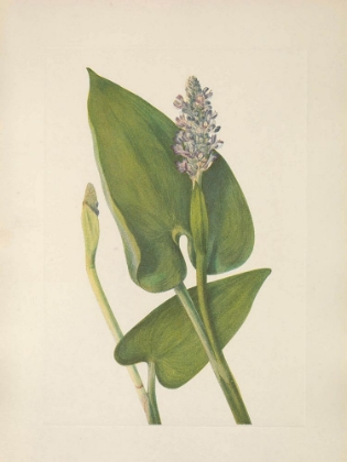 Picture of NORTH AMERICAN WILD FLOWERS 1925 - PICKERELWEED