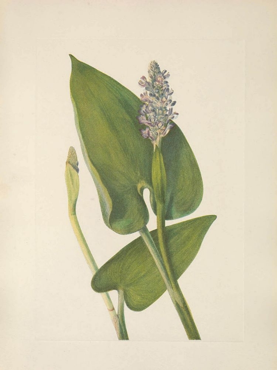 Picture of NORTH AMERICAN WILD FLOWERS 1925 - PICKERELWEED