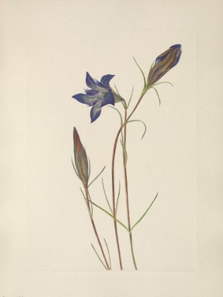 Picture of NORTH AMERICAN WILD FLOWERS 1925 - PINEBARREN GENTIAN