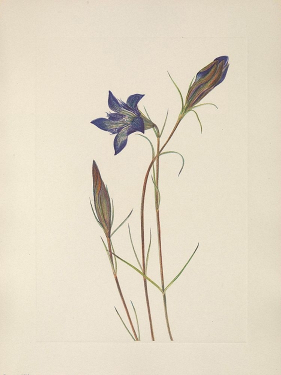 Picture of NORTH AMERICAN WILD FLOWERS 1925 - PINEBARREN GENTIAN