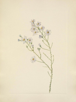 Picture of NORTH AMERICAN WILD FLOWERS 1925 - PINELAND ASTER