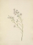 Picture of NORTH AMERICAN WILD FLOWERS 1925 - PINELAND ASTER