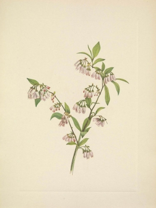Picture of NORTH AMERICAN WILD FLOWERS 1925 - PINELAND BLUEBERRY