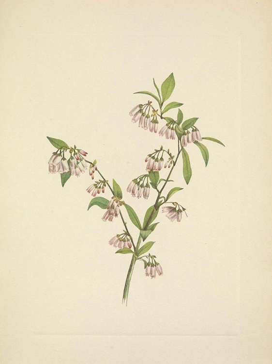 Picture of NORTH AMERICAN WILD FLOWERS 1925 - PINELAND BLUEBERRY