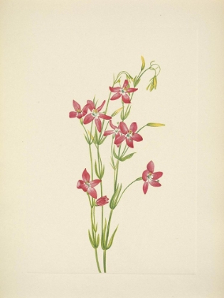 Picture of NORTH AMERICAN WILD FLOWERS 1925 - PINK CENTAURIUM