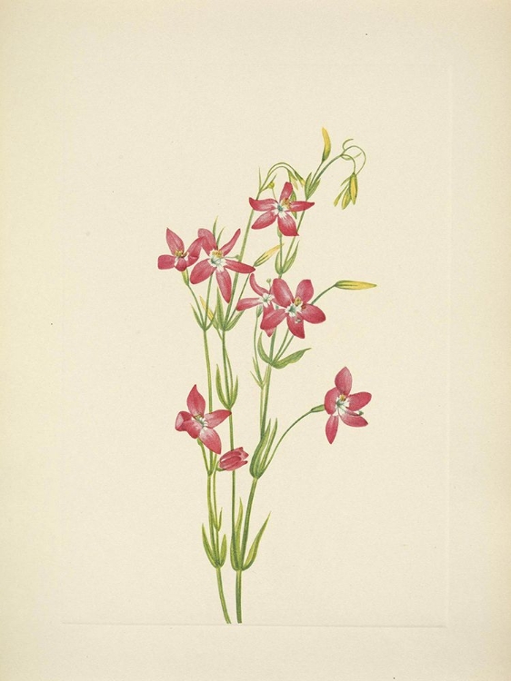 Picture of NORTH AMERICAN WILD FLOWERS 1925 - PINK CENTAURIUM