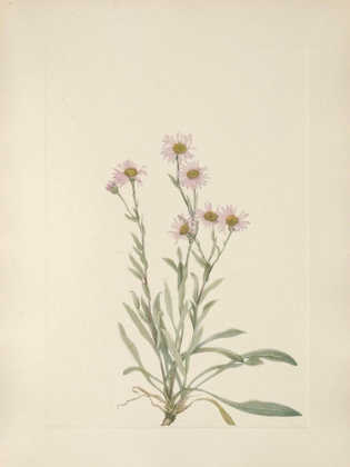 Picture of NORTH AMERICAN WILD FLOWERS 1925 - PINK FLEABANE