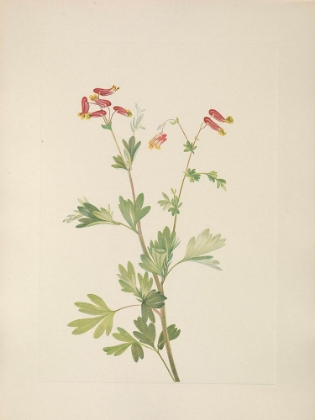 Picture of NORTH AMERICAN WILD FLOWERS 1925 - PINK FUMEROOT