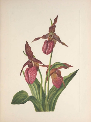 Picture of NORTH AMERICAN WILD FLOWERS 1925 - PINK LADYSLIPPER