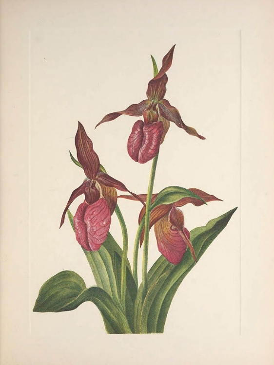 Picture of NORTH AMERICAN WILD FLOWERS 1925 - PINK LADYSLIPPER