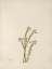 Picture of NORTH AMERICAN WILD FLOWERS 1925 - PINK MOUNTAIN HEATHER