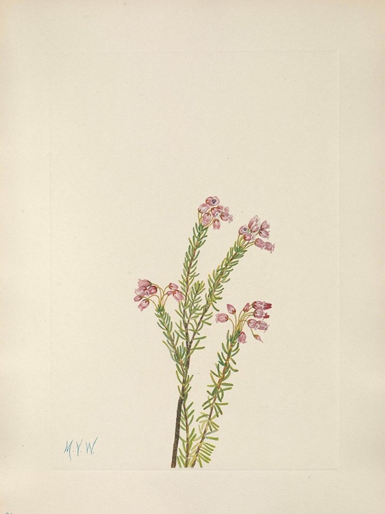 Picture of NORTH AMERICAN WILD FLOWERS 1925 - PINK MOUNTAIN HEATHER