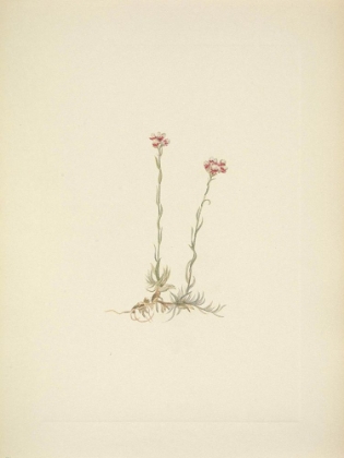 Picture of NORTH AMERICAN WILD FLOWERS 1925 - PINK PUSSYTOES