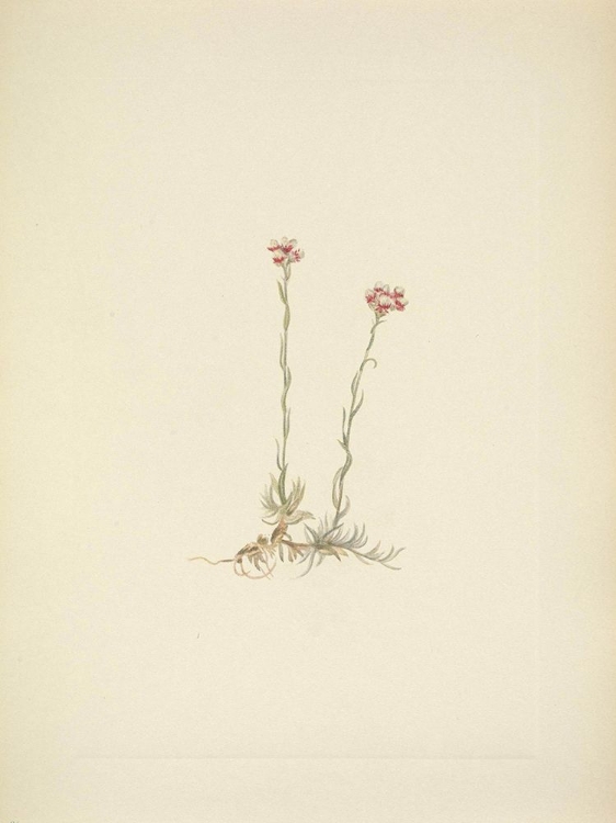 Picture of NORTH AMERICAN WILD FLOWERS 1925 - PINK PUSSYTOES