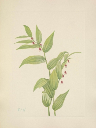 Picture of NORTH AMERICAN WILD FLOWERS 1925 - PINK TWISTEDSTALK