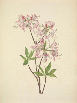 Picture of NORTH AMERICAN WILD FLOWERS 1925 - PINKSHELL AZALEA